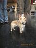 criosmioritic,shepperd,dogs,puppies,mioritic,ciobanesc,kennel 1135