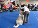 criosmioritic,shepperd,dogs,puppies,mioritic,ciobanesc,kennel 1136