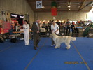 criosmioritic,shepperd,dogs,puppies,mioritic,ciobanesc,kennel 1141