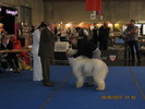criosmioritic,shepperd,dogs,puppies,mioritic,ciobanesc,kennel 1148