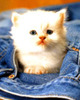 cepte