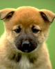 litte dog