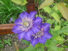 clematita multi bleu