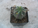 Euphorbia cereiformis (L) fosta; echinata (Roxb.)