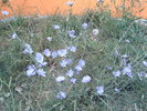 Cicoare in gradina (Cichorium intybus )