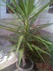 yuca