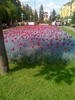 centru Timisoara