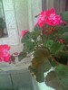 muscata roz