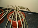 Dracena