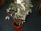 Ficus benjamin