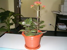 Kalanchoe