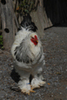 cocos brahma 2 ani