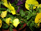 DSC02906
