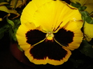 DSC02907