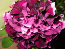 DSC02911