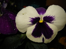 DSC02909