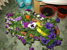 DSC02910