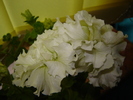 DSC02914