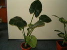 Colocasia