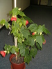 Abutilon