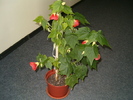 Abutilon