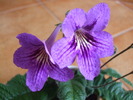 DSCF7205