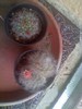 cactusi2