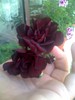 muscata neagra