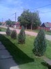 parkulet tuia