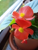 Begonia semperflorens (2009, April 22)