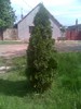 tuia