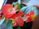 Begonia semperflorens (2009, April 27)