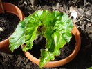 Begonia Red Cascade (2009, April 15)