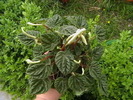 peperomia
