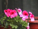 Picture 012
