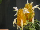 Picture 014