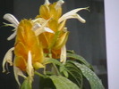 Picture 016