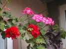 Picture 017