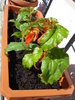 Begonia Red Cascade (2009, May 09)