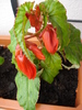 Begonia Red Cascade (2009, May 13)