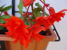 Begonia Red Cascade (2009, May 27)