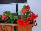 Begonia Red Cascade (2009, May 27)