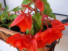 Begonia Red Cascade (2009, May 31)