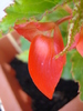 Begonia Red Cascade (2009, June 16)