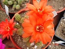 DSC08036