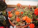 DSC08039
