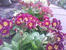floricele