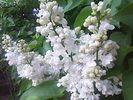 liliac alb