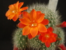 DSC08217