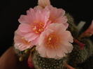 DSC08265